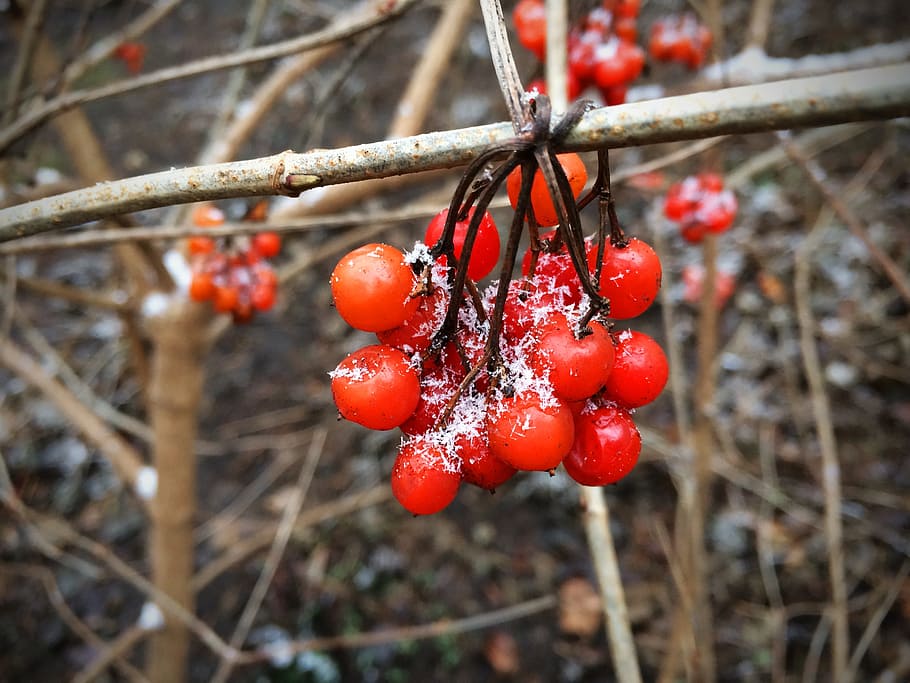 berries, red, fruit, snow, ripe, cold, frost, dessert, raw HD wallpaper