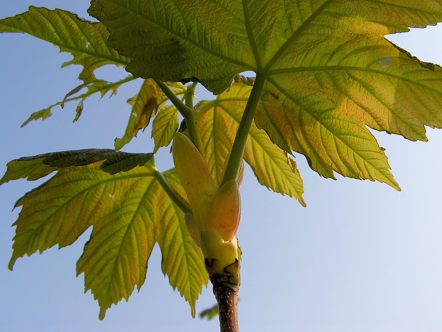 sheet, maple, young, green, leaf, nature, fruit, tree, branch HD wallpaper