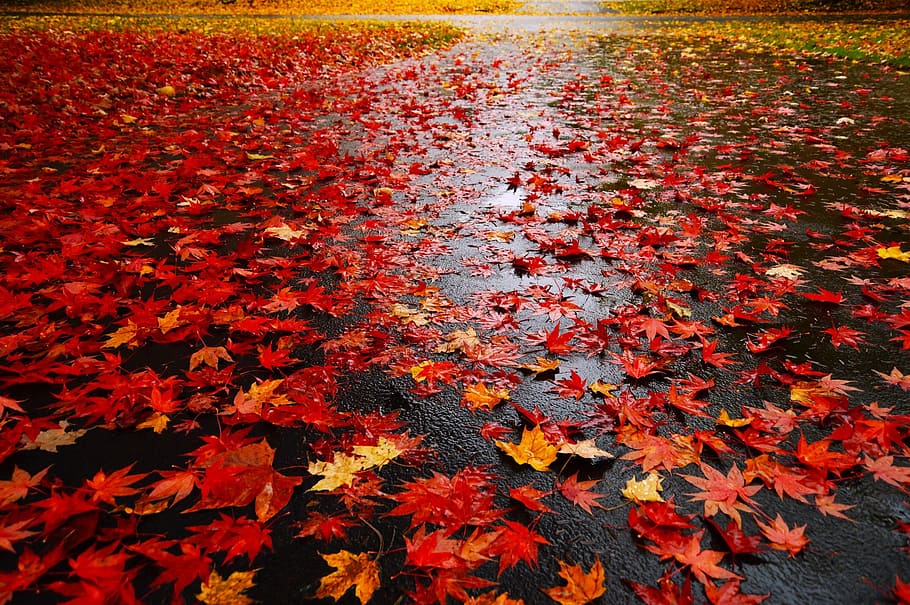 lots of red maple leaf on ground, leaves, autumn, fall, rain HD wallpaper