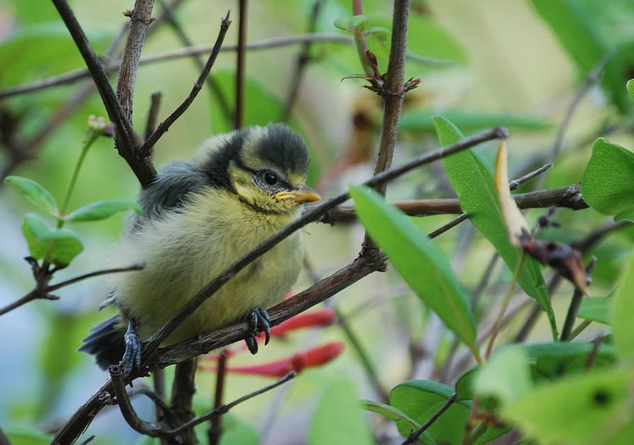 tit, chicks, young, bird, cute, small, animal, fluffy, young animals HD wallpaper