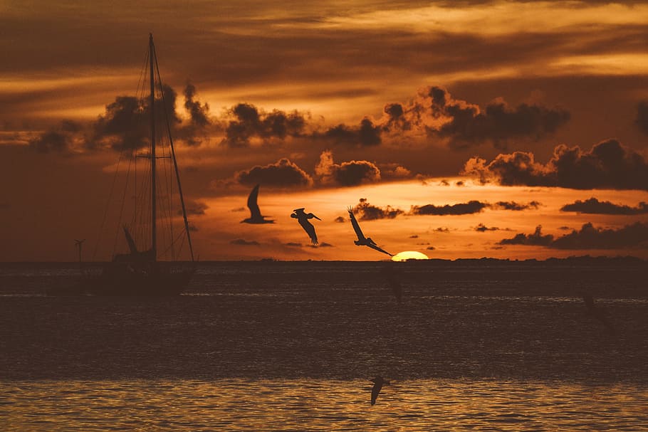 birds flying near boat during sunset, silhouette photography of flying birds above ocean near sailboat HD wallpaper