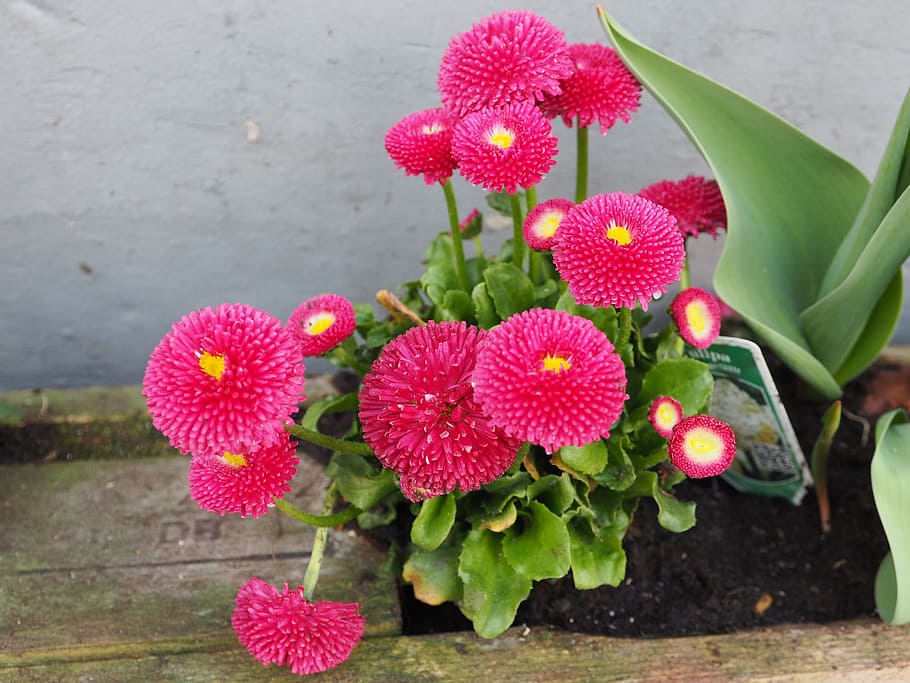 Spring Flowers, Pink, Close, small flowers, garden, nature HD wallpaper