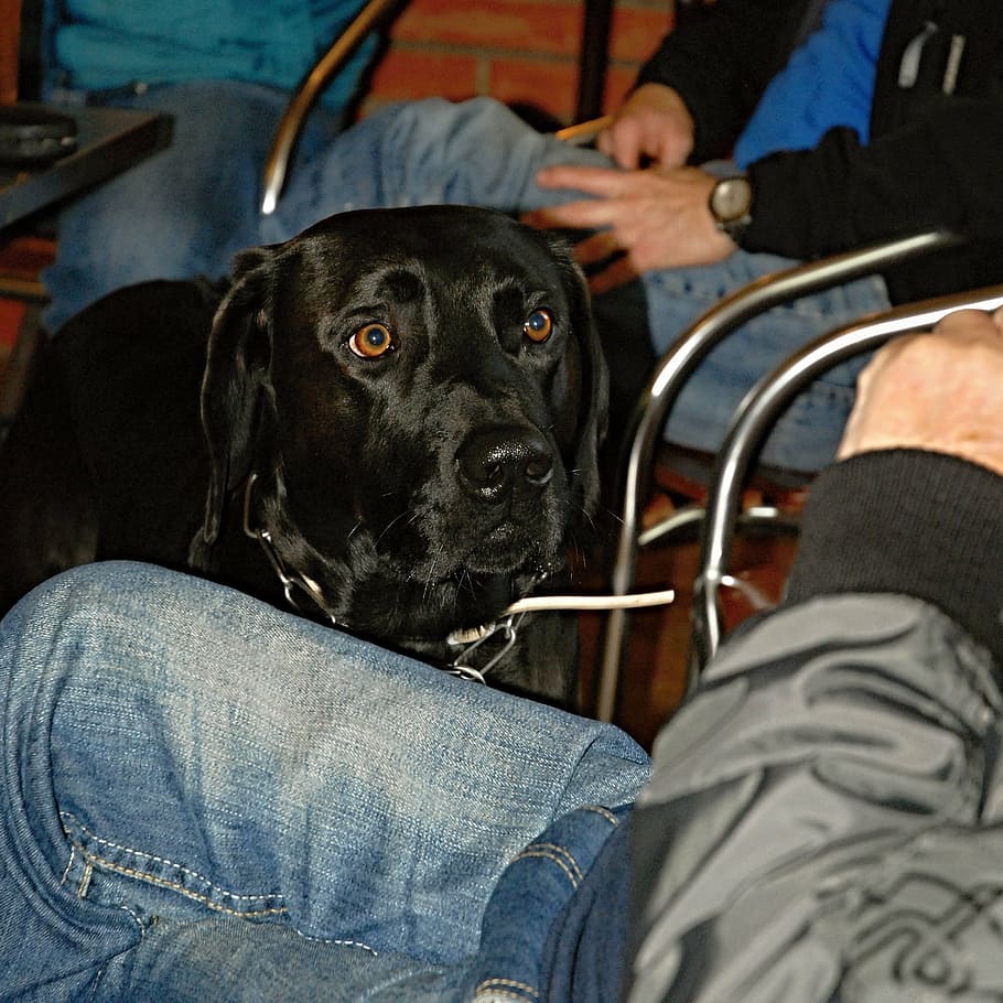 dog, black, view, steady, eyes, gaze, one, group, sitting, domestic HD wallpaper