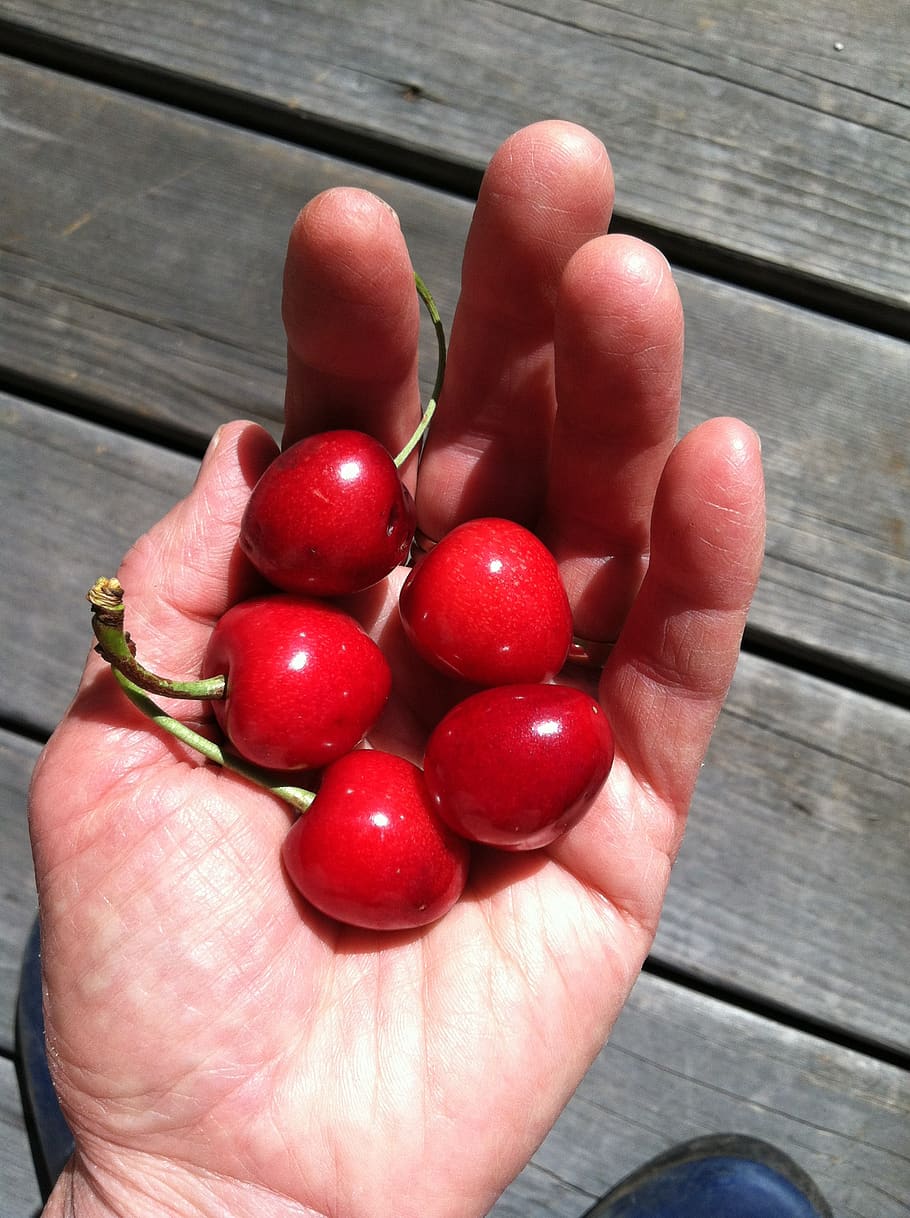 cherry, fresh fruit, garden, food, human body part, human hand HD wallpaper