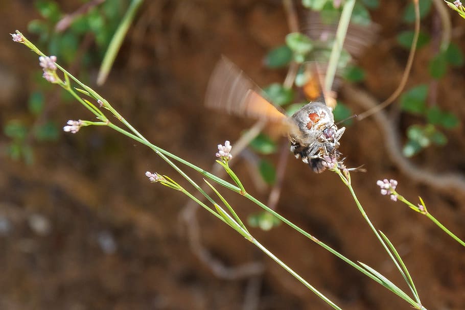 insect, pollination, sprinkle, blossom, bloom, nectar, nature HD wallpaper