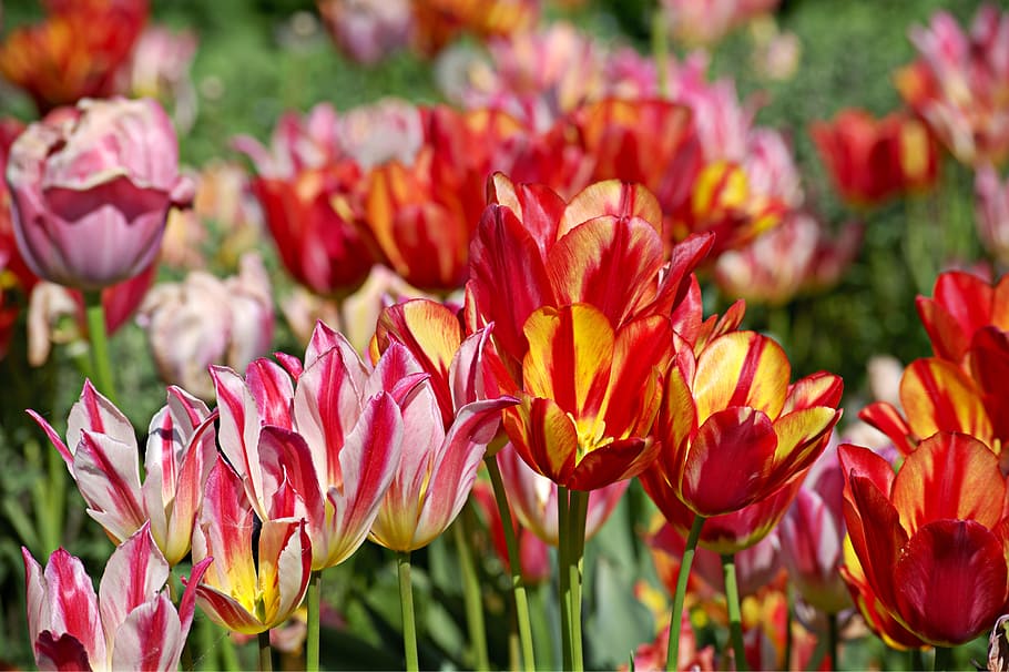 tulips, bloom, spring, red, flower, colorful, blossom, spring greetings HD wallpaper