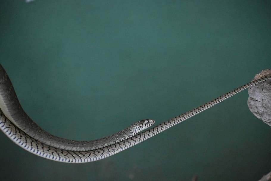 gray snake, gray rattle snake, reptile, no people, water, nature HD wallpaper