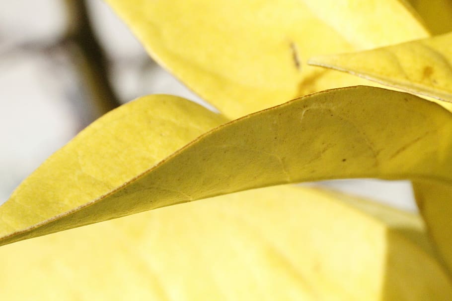 Leaves, Nature, Green, Tree, Plant, yellow, close-up, leaf HD wallpaper