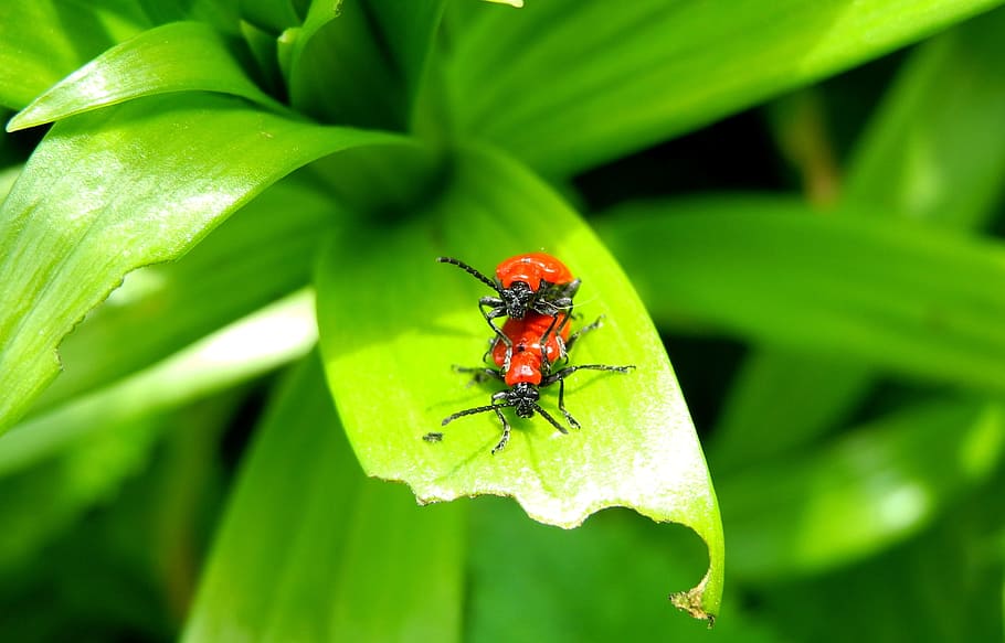 Lily Beetle, Red Bug, foliage, nature, insect, animal, macro HD wallpaper