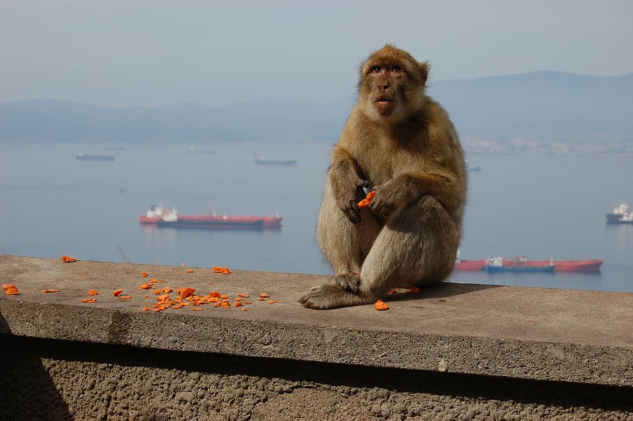 monkey, toque, gibraltar, mountain, animals, landscape, nature HD wallpaper