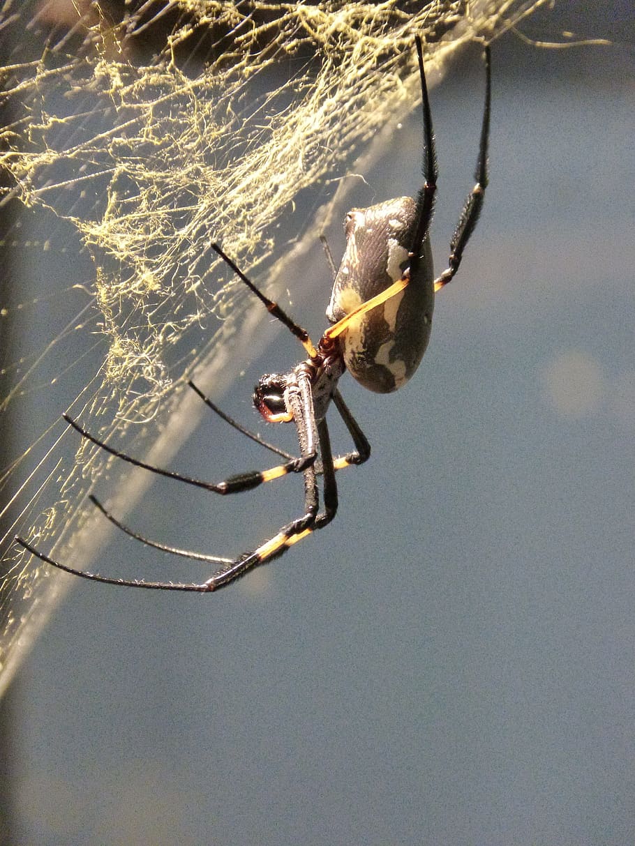 Spider, Arachne, Tropics, Network, cobweb, animal, gliedertier HD wallpaper