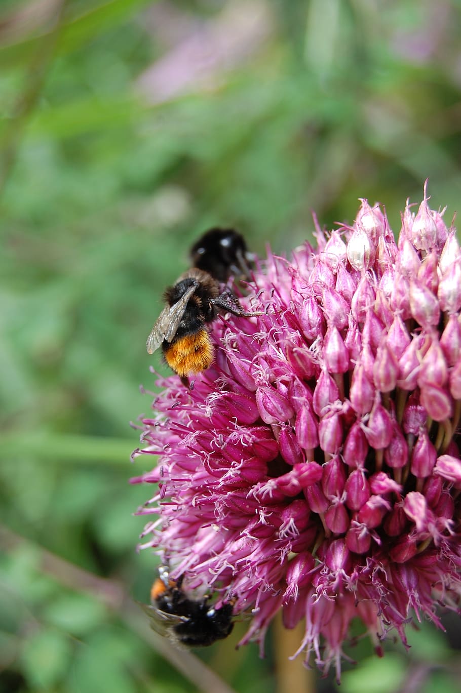 bee, bumblebee, bug, nature, close up, flower, flowering plant HD wallpaper