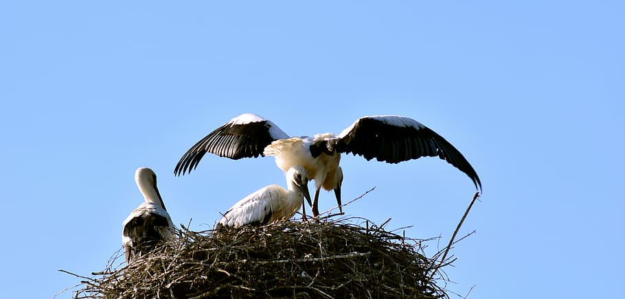 stork, stork family, young, flight test, wing, feather, bird, HD wallpaper