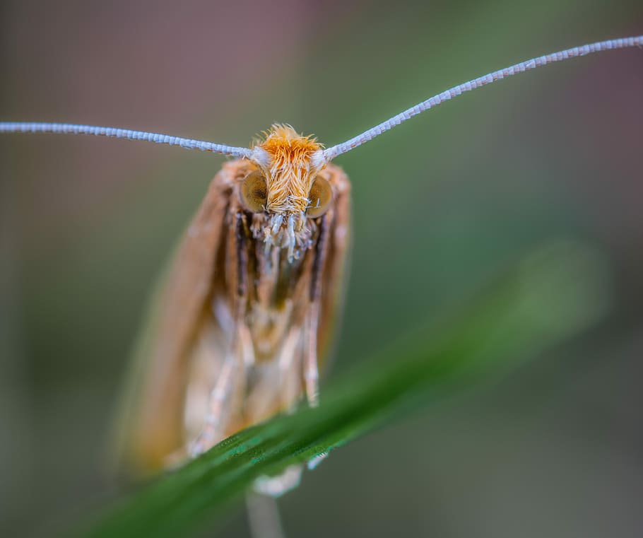 insect, macro, lepidoptera, long mustache and mole, animal themes HD wallpaper