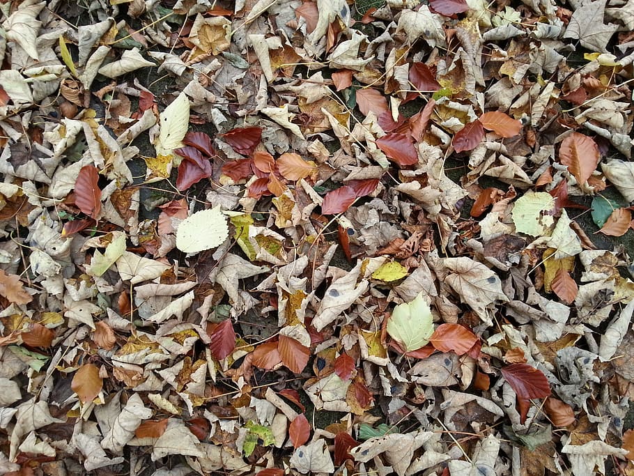leaves, nature, texture, plant part, leaf, change, autumn, full frame HD wallpaper