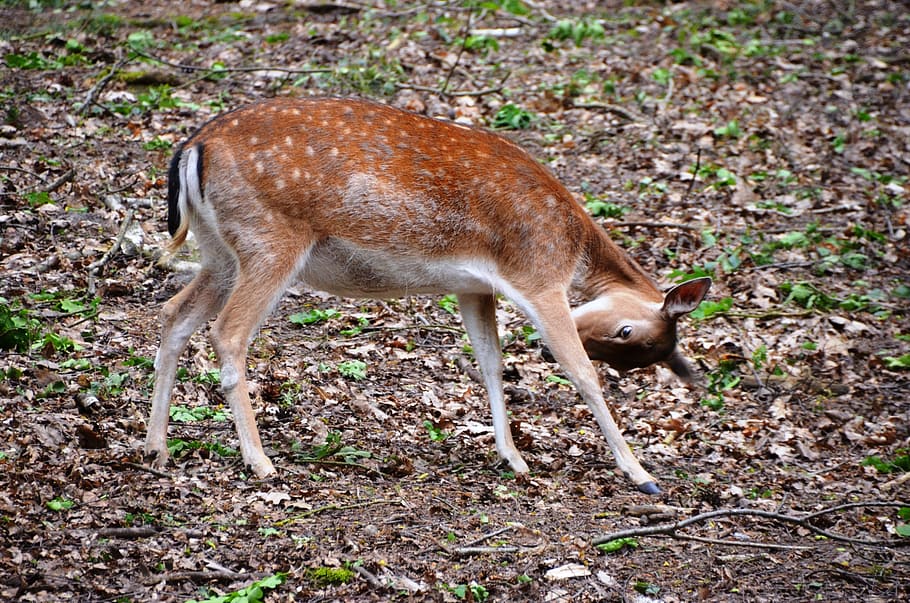 roe deer, forest, animal, one animal, animal wildlife, land HD wallpaper