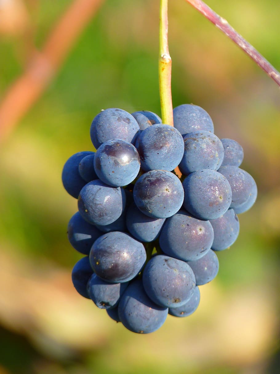 tilt shift lens photography of round blue fruits, Grape, Grapes HD wallpaper