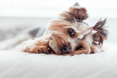 Yorkshire Terrier Eating Treats in Bed #2, animals, calm, cute HD wallpaper