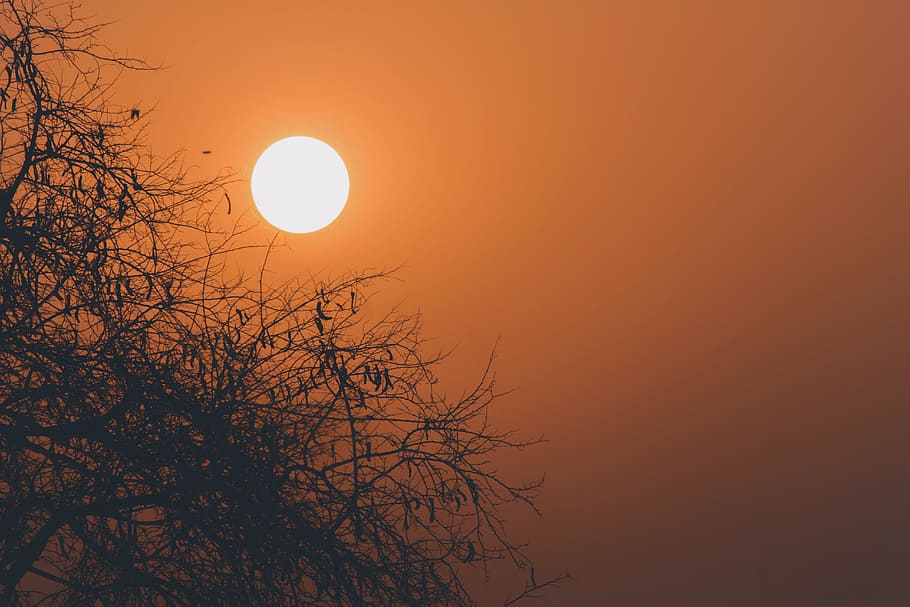 sun, nature, sunset, dawn, fair weather, silhouette, tree, light HD wallpaper