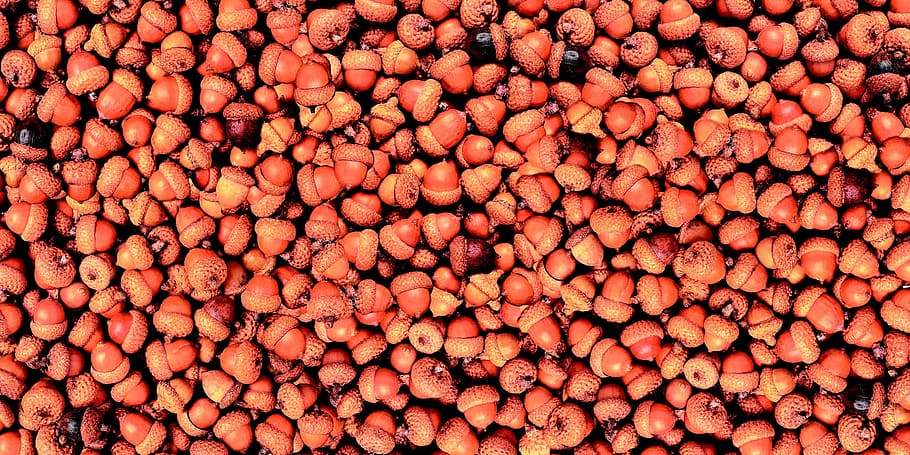 background, acorns, oak, background is, for design, motive HD wallpaper
