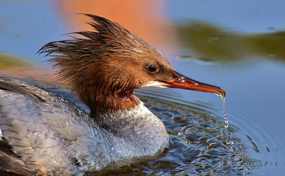 brown and gray duck on body of water, merganser, mergus merganser, HD wallpaper