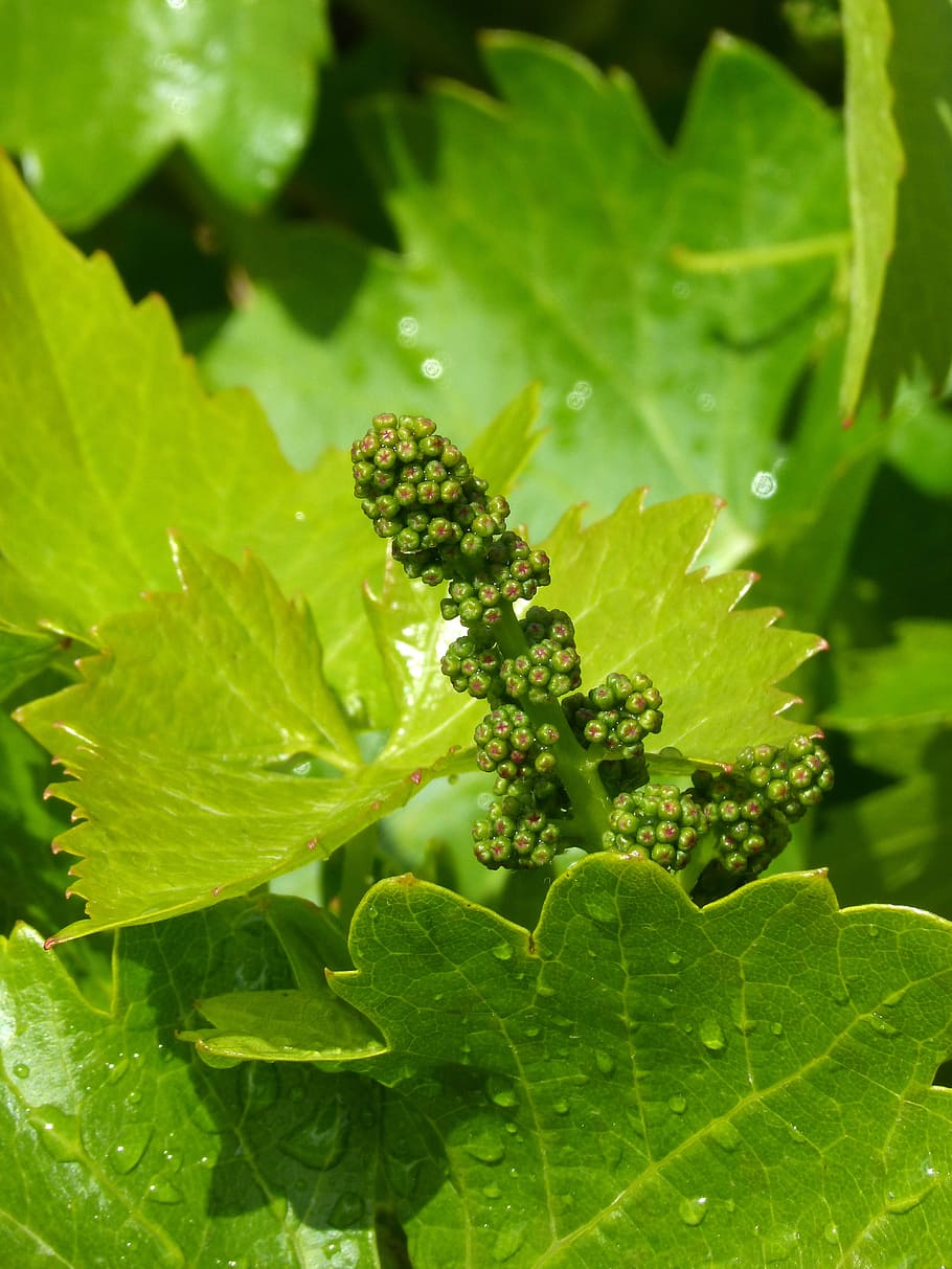 vine, grape, outbreak, spring, wine production, green color HD wallpaper