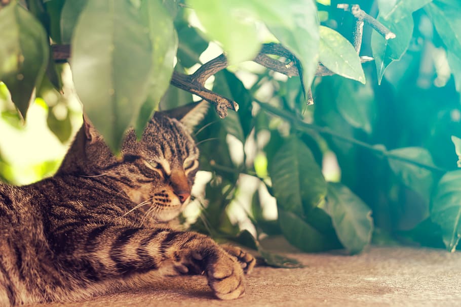 brown tabby cat lying beside leaves, tree, plant, green, leaf HD wallpaper