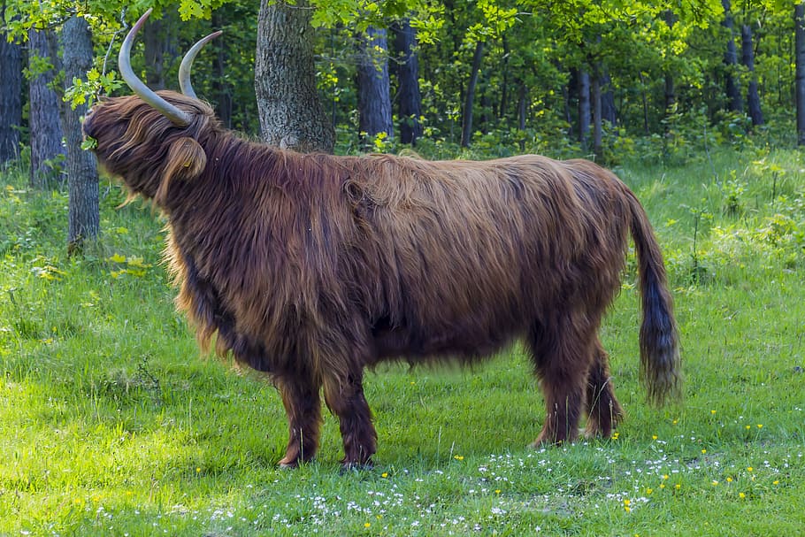 black and brown four-legged animal surrounded by green tall trees at daytime HD wallpaper