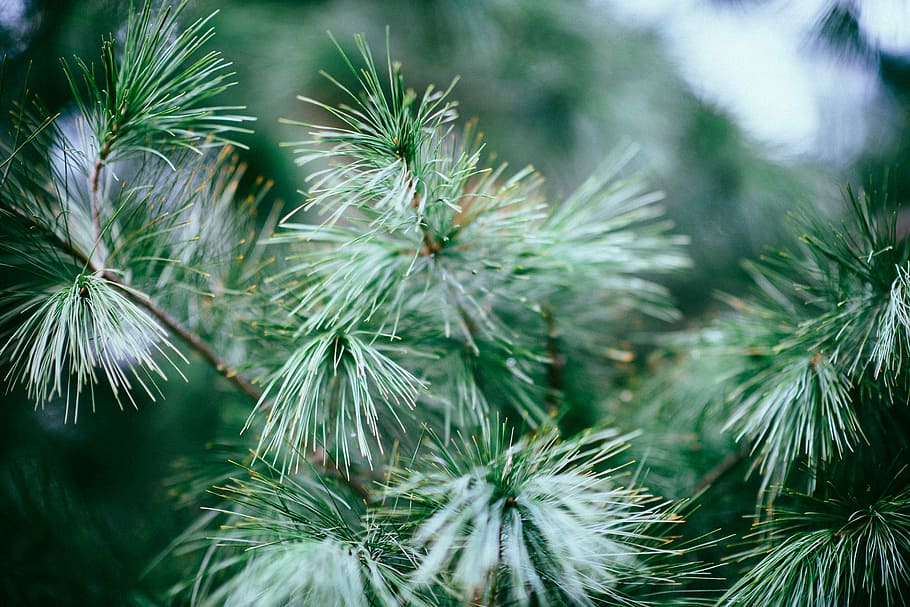 green leaves, tree, pine, nature, evergreen, pine tree, needle HD wallpaper