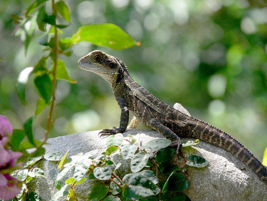 lizard, reptile, tail, creature, wild, prehistoric, zoo, iguana HD wallpaper