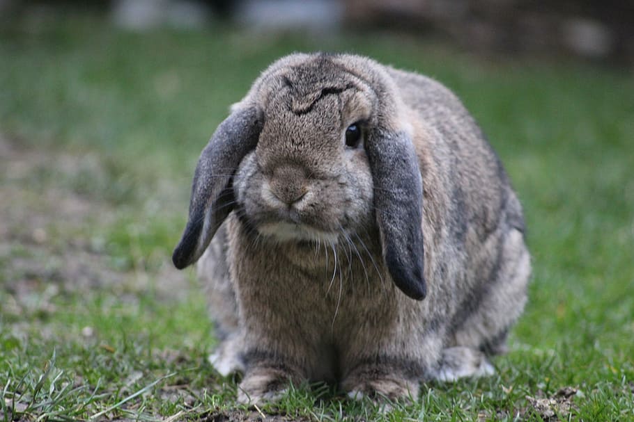 selective focus photography of brow nrabbit, bunny, animal HD wallpaper