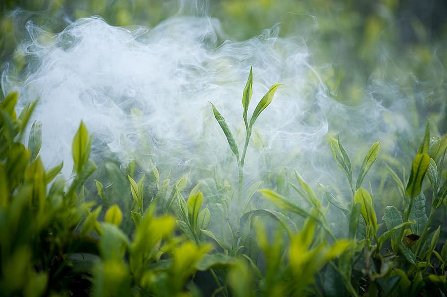tea, green tea, plant, growth, nature, green color, land, selective focus HD wallpaper