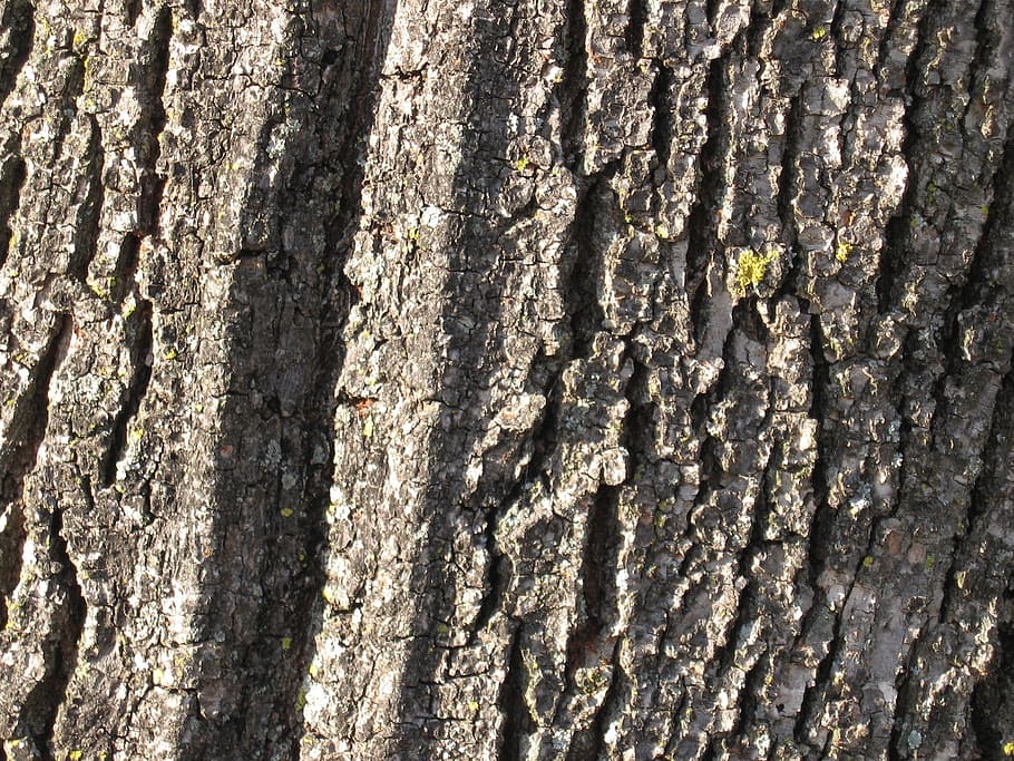 bark, tree, trunk, nature, wood, wood bark, texture, tree trunk HD wallpaper