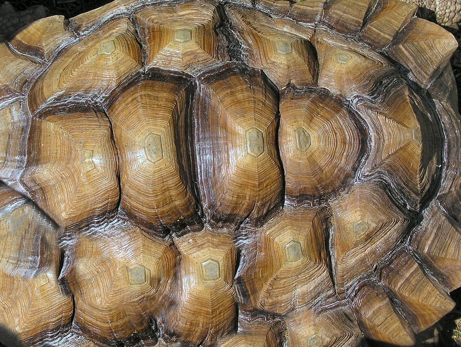 shell, tortoise, texture, animal wildlife, animal shell, animal themes HD wallpaper