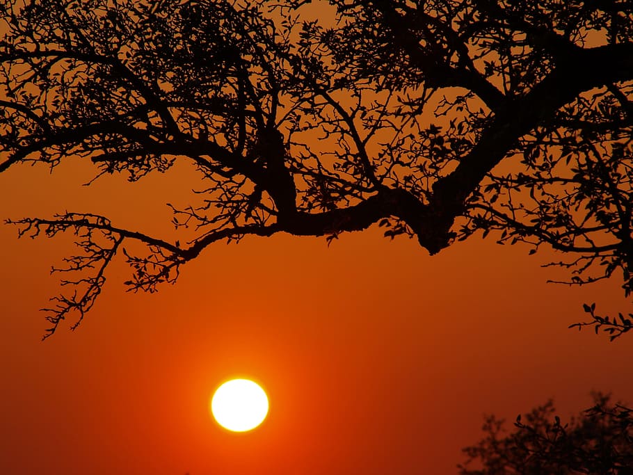 sunset, evening sky, tree, back light, clouds, afterglow, atmospheric HD wallpaper
