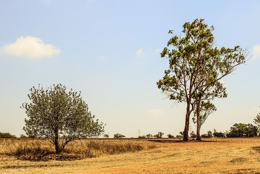 Trees, Meadow, Landscape, Nature, Rural, countryside, summer HD wallpaper