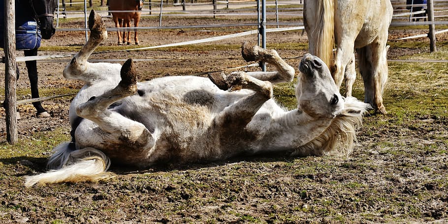 white horse lying on ground, rolling, paddock, left out, funny HD wallpaper