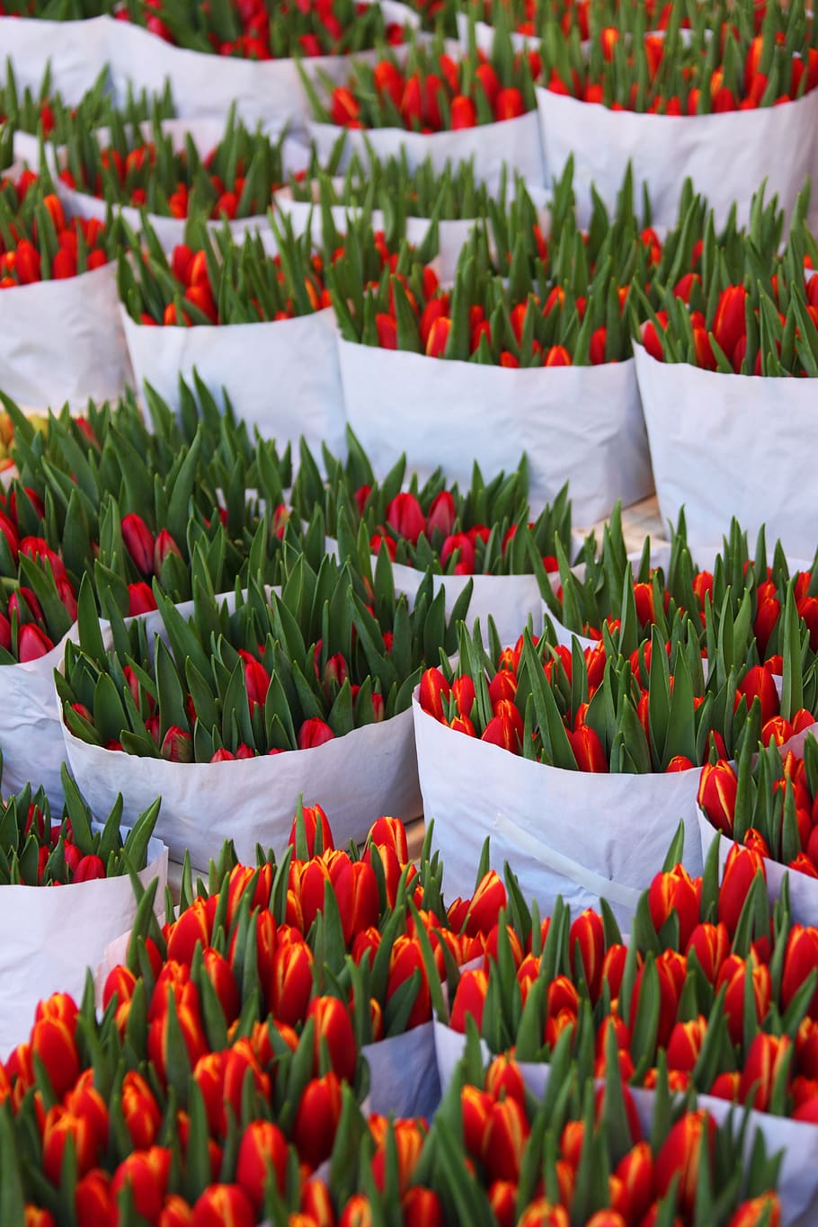 background, bag, beautiful, bloom, blossom, bunch, color, colorful HD wallpaper