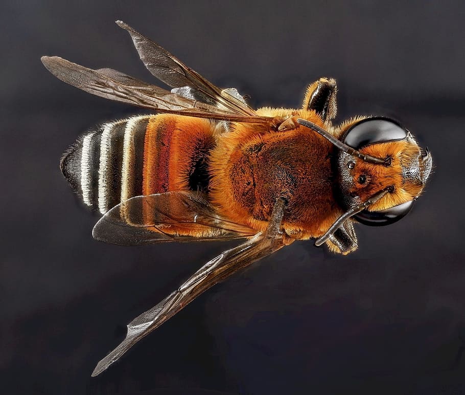Bee, Halictus, Macro, Pollinator, Bug, insect, wings, close up HD wallpaper