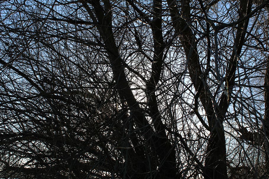 Tree, Crown, Aesthetic, windschief, branches, bare tree, nature HD wallpaper