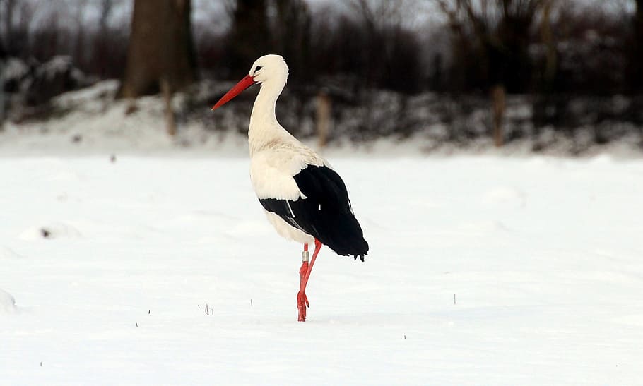 storks, white stork, bird, animals, bill, rattle stork, ciconia ciconia HD wallpaper