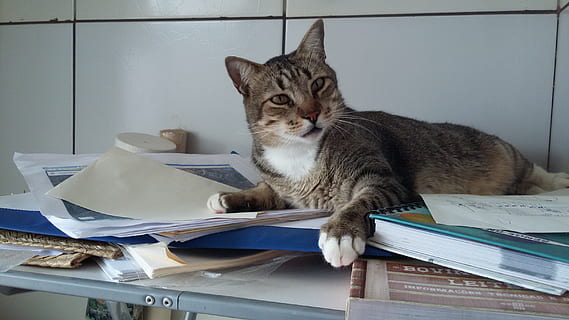 cat, sleeper, studies, pets, domestic, domestic cat, domestic animals HD wallpaper