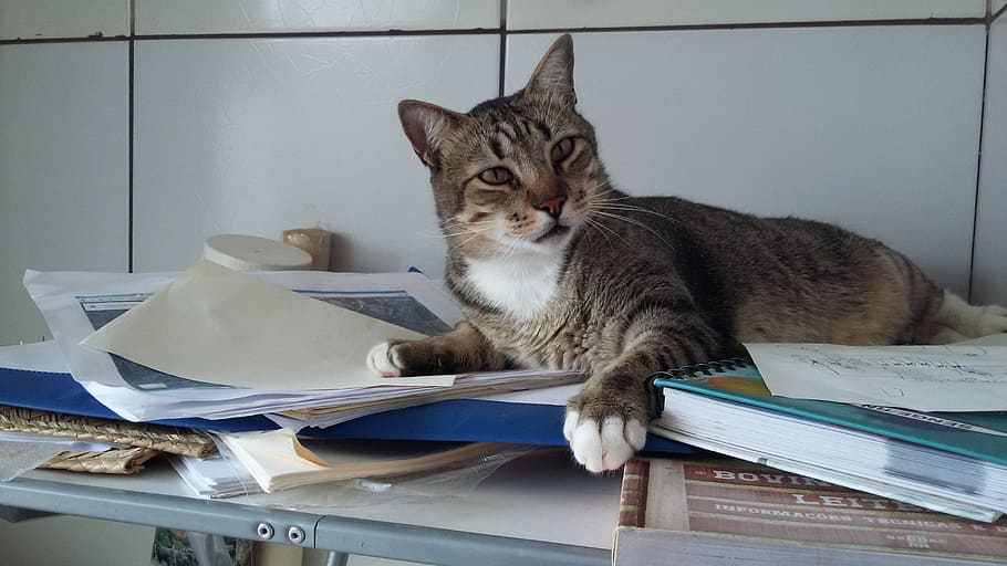 cat, sleeper, studies, pets, domestic, domestic cat, domestic animals HD wallpaper