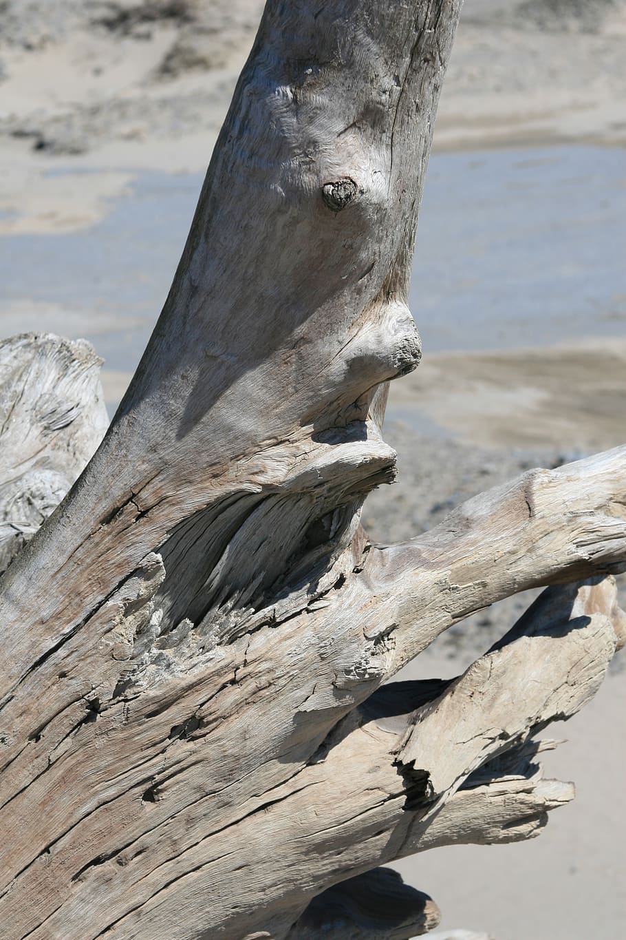 trunk, tree, beach, driftwood, no people, day, nature, focus on foreground HD wallpaper