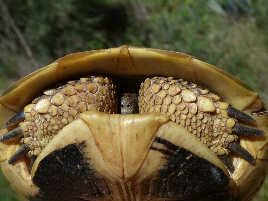 turtle, shell, hide, protection, mediterranean tortoise, natural park of montsant HD wallpaper