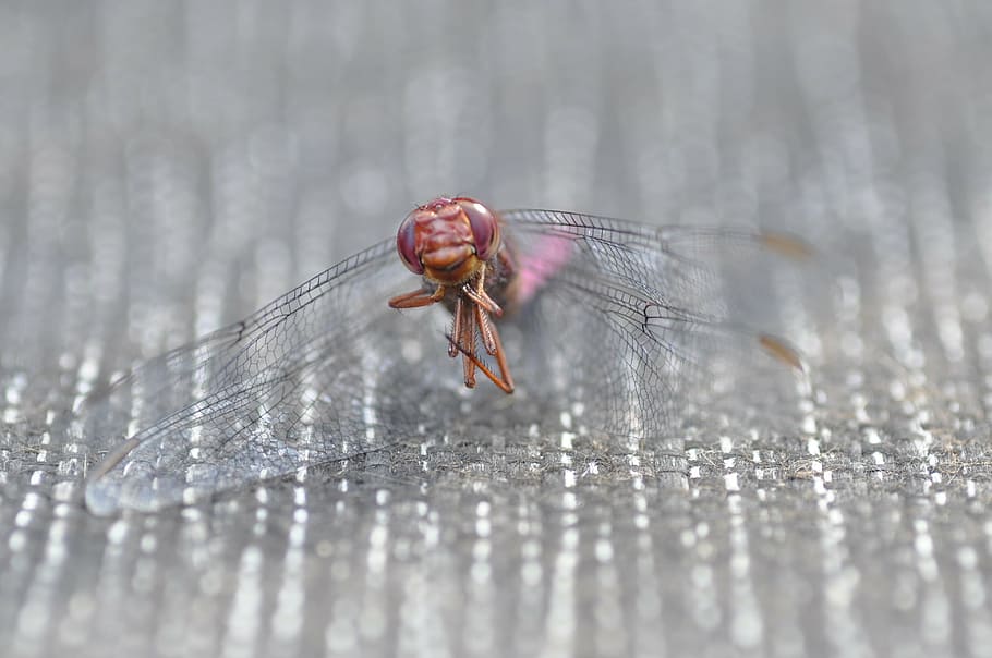 dragonfly, insect, nature, animal, animal themes, animal wildlife HD wallpaper