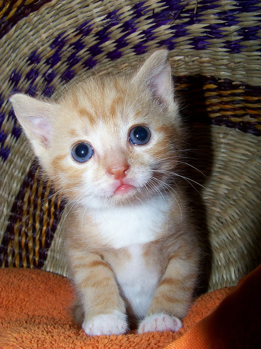 orange tabby kitten, cat, adidas, cat's eyes, puppy, young animal, HD wallpaper