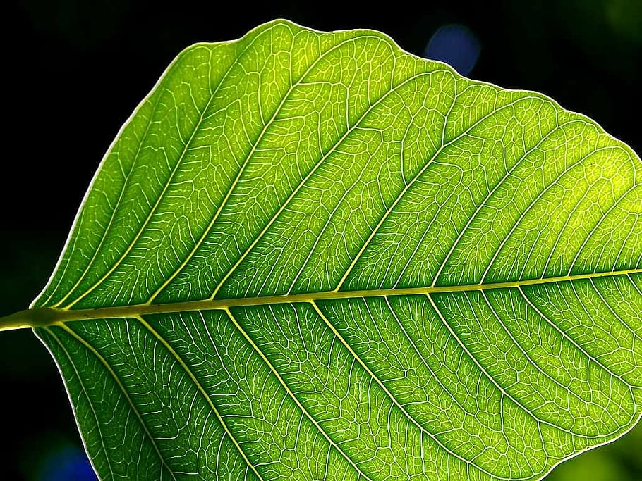leaf, sun, shining, transparent, light green, frame, plant part HD wallpaper