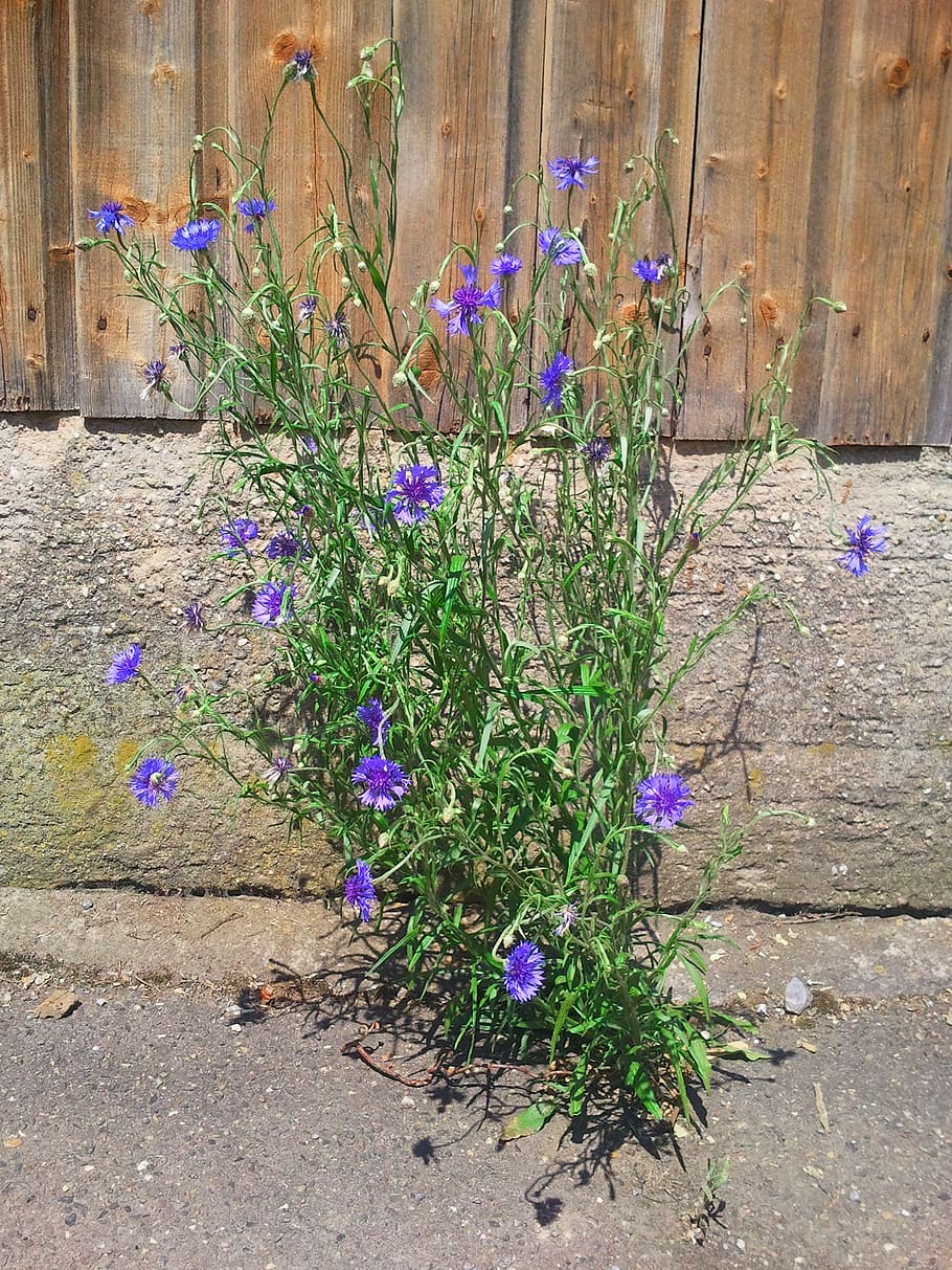 cornflower, blue, blossom, bloom, live, asphalt, force, flowering plant HD wallpaper