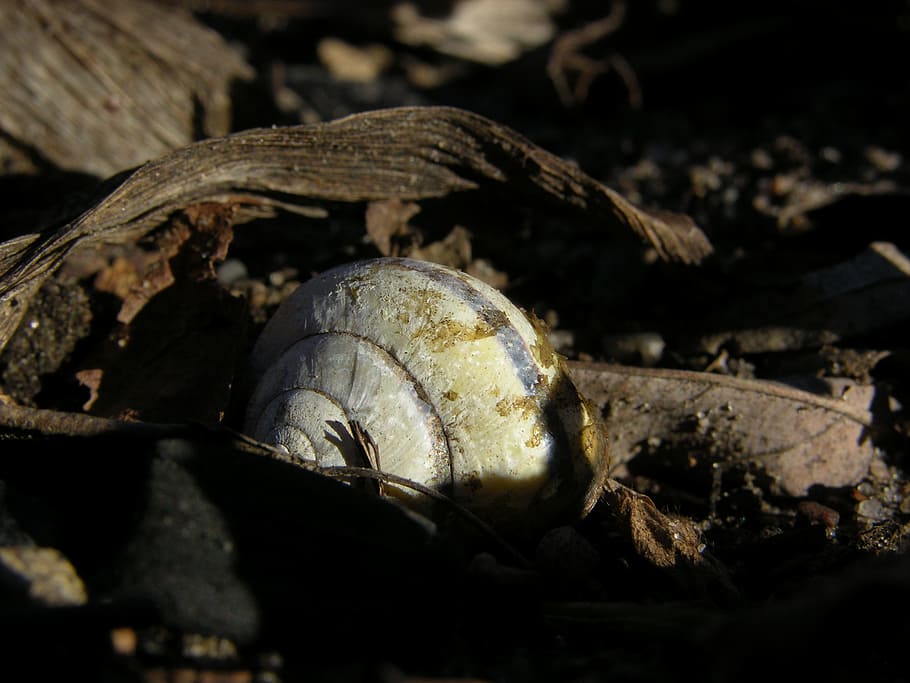 Shell, Old, Leaves, Sun, Leaf, Garden, old leaves, snail, close HD wallpaper
